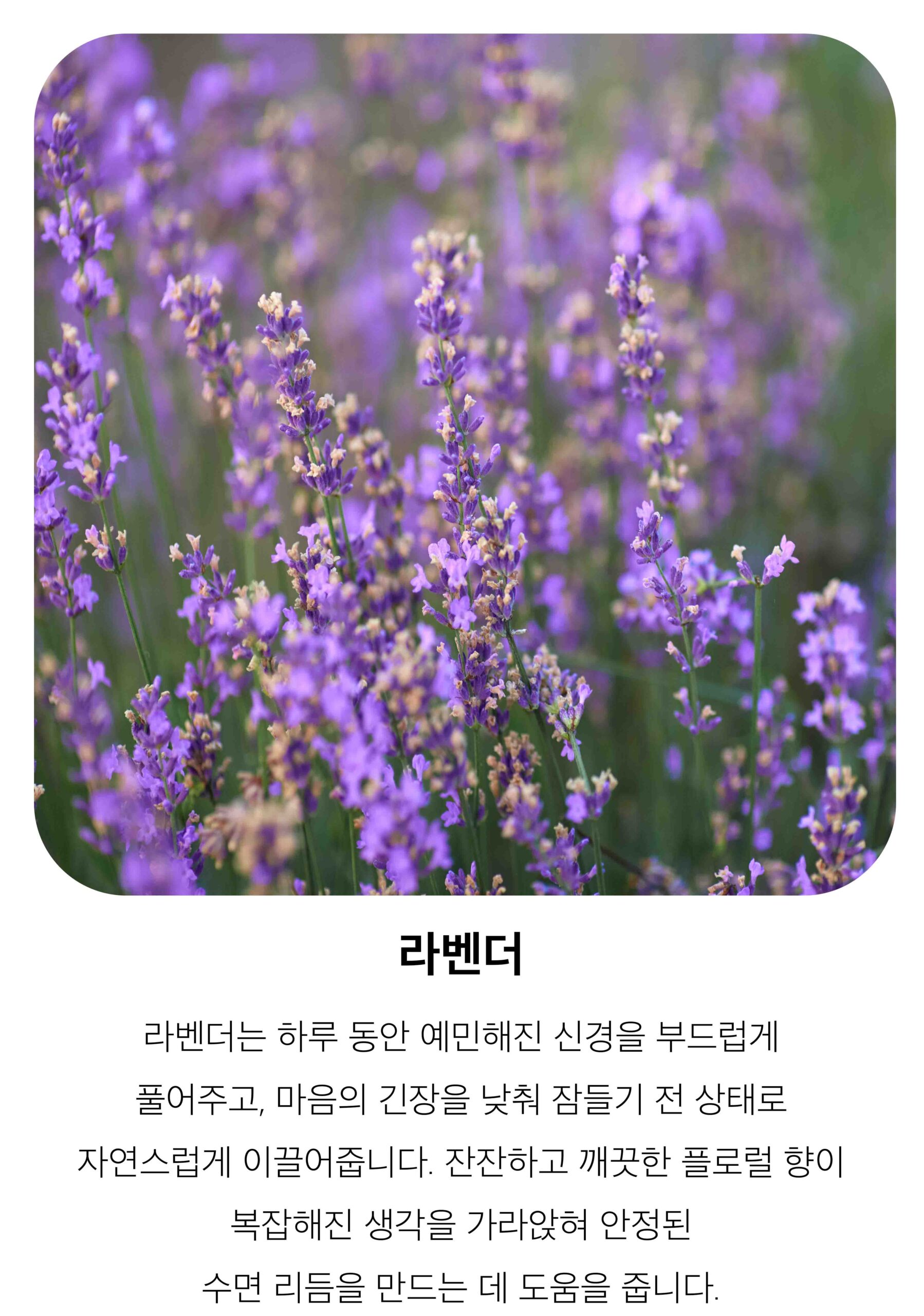 라벤더2