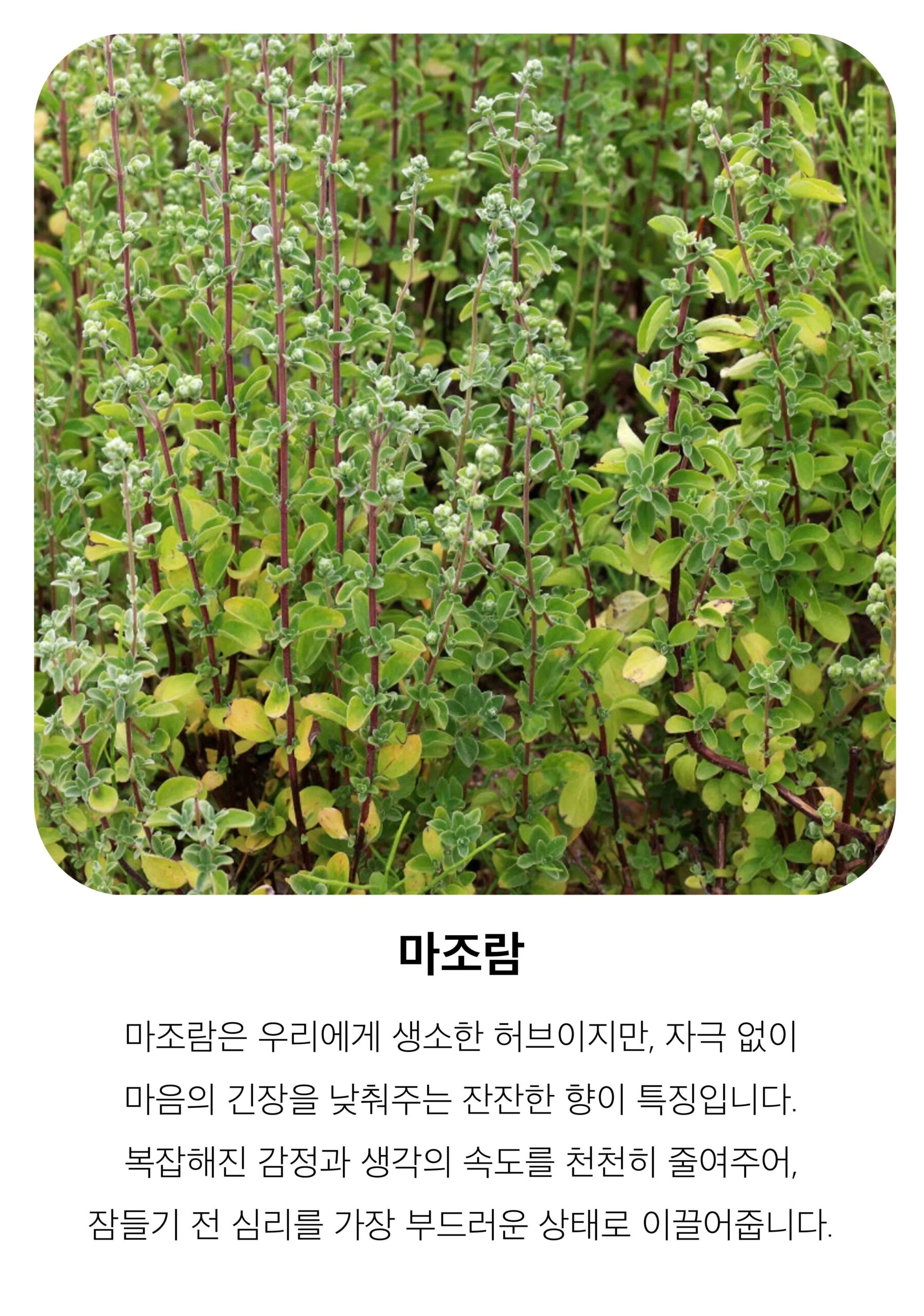 마조람