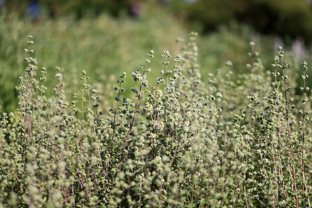 고대의 치유식물 '마조람'