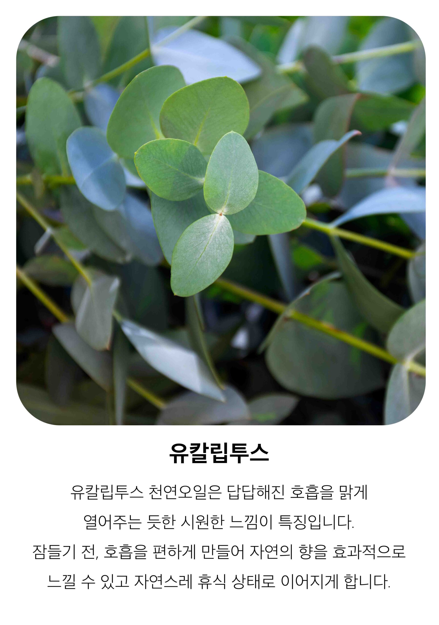 유칼립투스