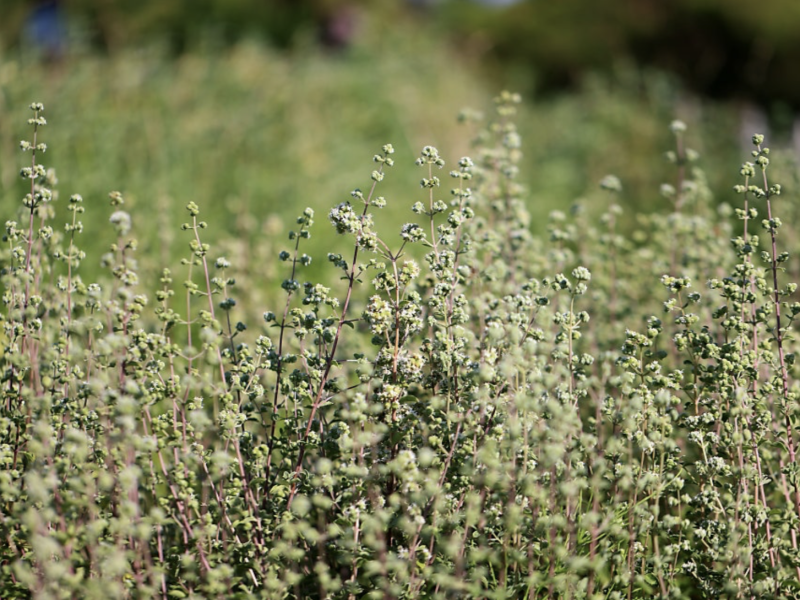 고대의 치유식물 '마조람'